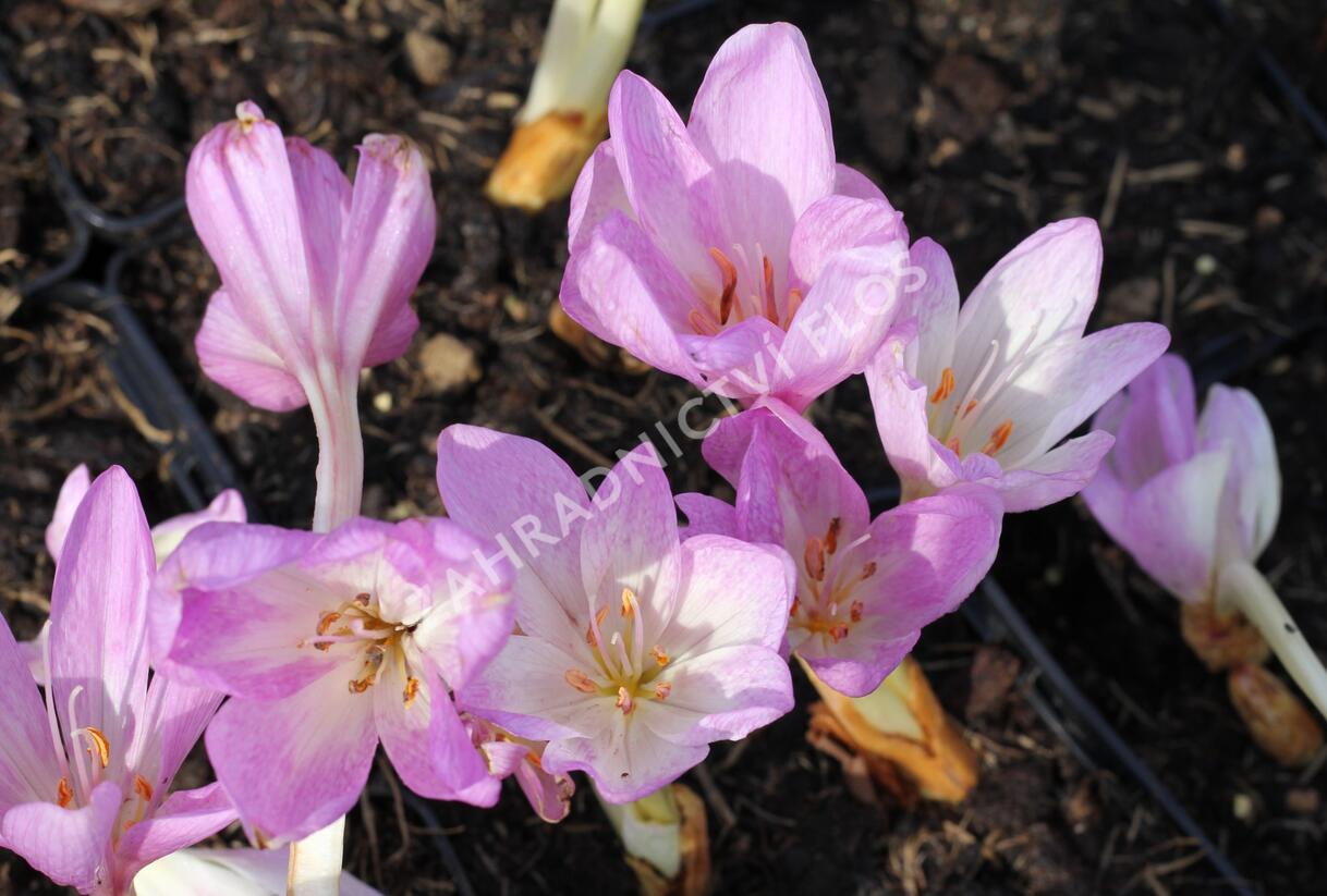 Ocún podzimní 'Giant' - Colchicum autumnale 'Giant'