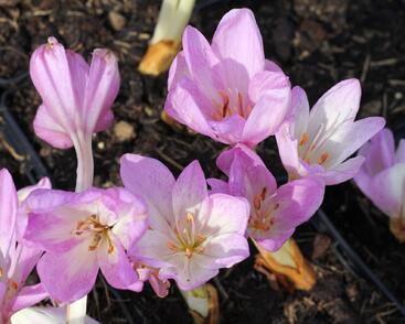 Ocún podzimní 'Giant'