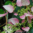 Klanostěnka hortenziovitá 'Roseum' - Schizophragma hydrangeoides 'Roseum'
