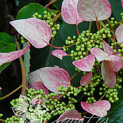 Klanostěnka hortenziovitá 'Roseum' - Schizophragma hydrangeoides 'Roseum'