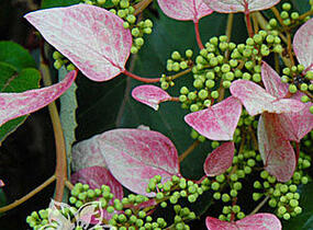 Klanostěnka hortenziovitá 'Roseum' - Schizophragma hydrangeoides 'Roseum'