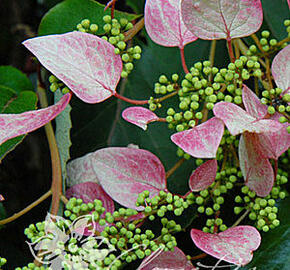 Klanostěnka hortenziovitá 'Roseum' - Schizophragma hydrangeoides 'Roseum'