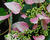Klanostěnka hortenziovitá 'Roseum'