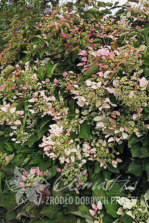 Klanostěnka hortenziovitá 'Roseum' - Schizophragma hydrangeoides 'Roseum'