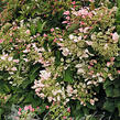 Klanostěnka hortenziovitá 'Roseum' - Schizophragma hydrangeoides 'Roseum'