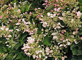 Klanostěnka hortenziovitá 'Roseum' - Schizophragma hydrangeoides 'Roseum'