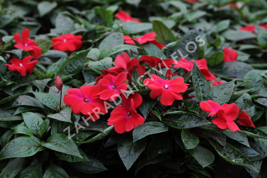Netýkavka 'Magnum Dark Red' - Impatiens Neu Guinea 'Magnum Dark Red'