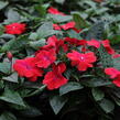 Netýkavka 'Magnum Dark Red' - Impatiens Neu-Guinea 'Magnum Dark Red'