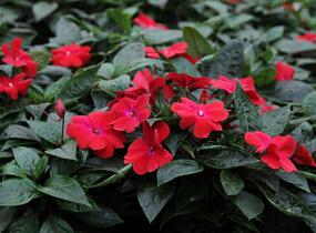 Netýkavka, balzamína 'Magnum Dark Red' - Impatiens Neu Guinea 'Magnum Dark Red'