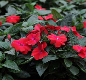 Netýkavka 'Magnum Dark Red' - Impatiens Neu-Guinea 'Magnum Dark Red'