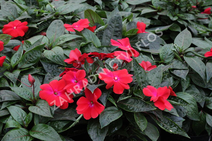 Netýkavka 'Magnum Dark Red' - Impatiens Neu Guinea 'Magnum Dark Red'