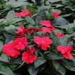 Netýkavka 'Magnum Dark Red' - Impatiens Neu Guinea 'Magnum Dark Red'