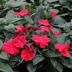 Netýkavka 'Magnum Dark Red' - Impatiens Neu Guinea 'Magnum Dark Red'