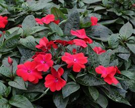 Netýkavka, balzamína 'Magnum Dark Red'