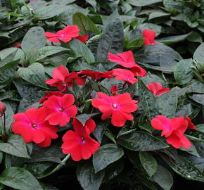 Netýkavka 'Magnum Dark Red' - Impatiens Neu Guinea 'Magnum Dark Red'