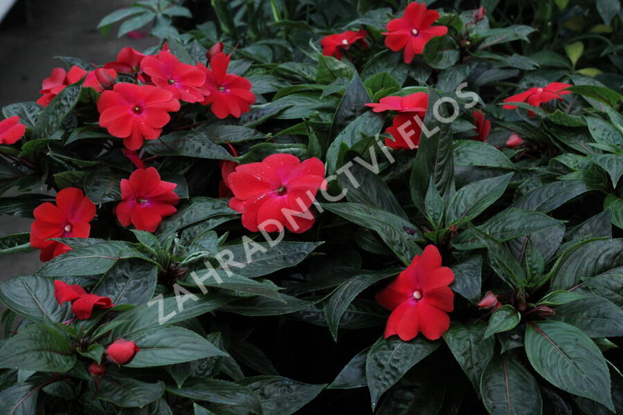 Netýkavka 'Magnum Dark Red' - Impatiens Neu Guinea 'Magnum Dark Red'