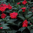 Netýkavka 'Magnum Dark Red' - Impatiens Neu Guinea 'Magnum Dark Red'