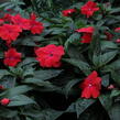 Netýkavka 'Magnum Dark Red' - Impatiens Neu-Guinea 'Magnum Dark Red'