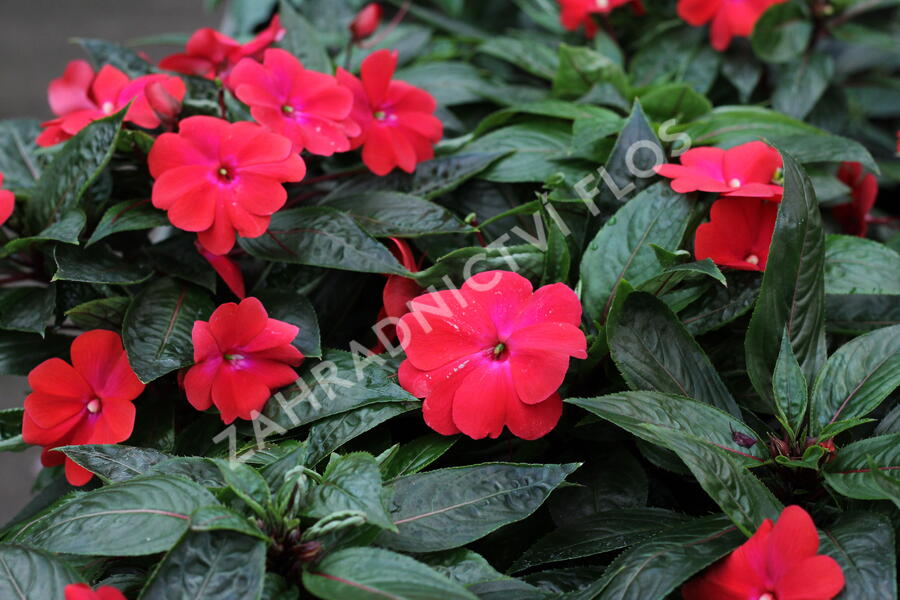 Netýkavka 'Magnum Dark Red' - Impatiens Neu Guinea 'Magnum Dark Red'