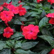 Netýkavka 'Magnum Dark Red' - Impatiens Neu Guinea 'Magnum Dark Red'