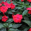 Netýkavka 'Magnum Dark Red' - Impatiens Neu-Guinea 'Magnum Dark Red'