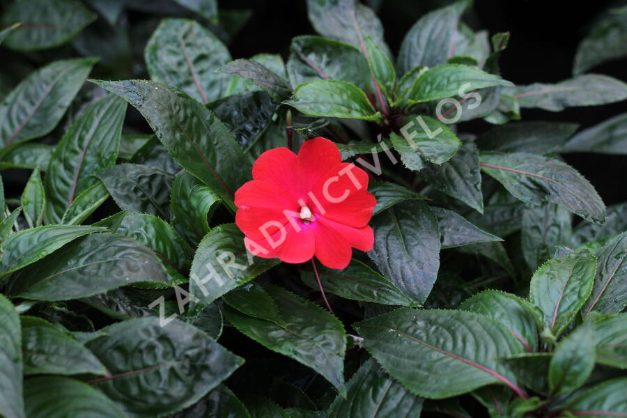 Netýkavka 'Magnum Dark Red' - Impatiens Neu Guinea 'Magnum Dark Red'