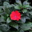 Netýkavka 'Magnum Dark Red' - Impatiens Neu-Guinea 'Magnum Dark Red'