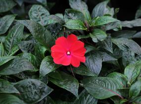Netýkavka, balzamína 'Magnum Dark Red' - Impatiens Neu Guinea 'Magnum Dark Red'