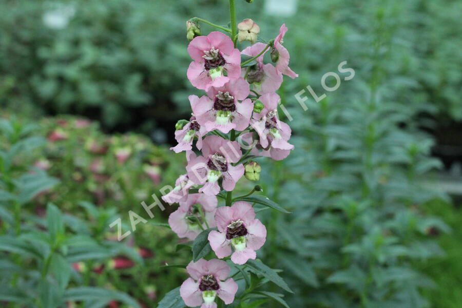 Angelonie 'Adessa Pink' - Angelonia gardneri 'Adessa Pink'