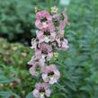 Angelonie 'Adessa Pink' - Angelonia gardneri 'Adessa Pink'