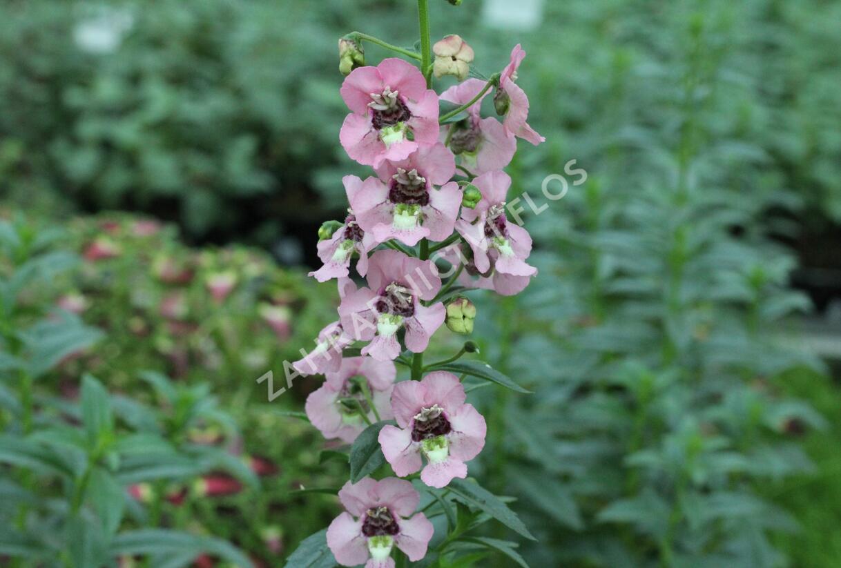 Angelonie 'Adessa Pink' - Angelonia gardneri 'Adessa Pink'