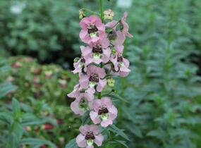 Angelonie 'Adessa Pink' - Angelonia gardneri 'Adessa Pink'