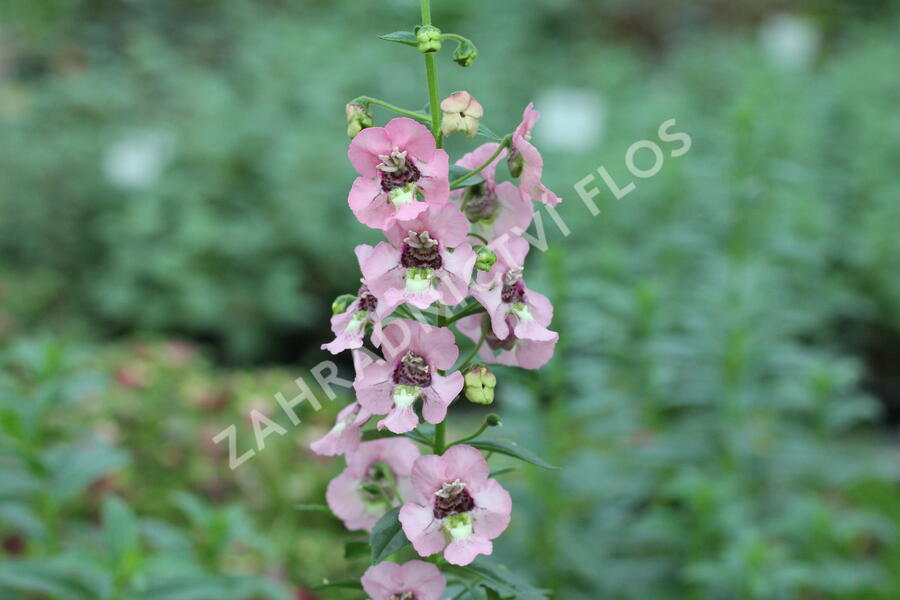 Angelonie 'Adessa Pink' - Angelonia gardneri 'Adessa Pink'