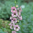 Angelonie 'Adessa Pink' - Angelonia gardneri 'Adessa Pink'