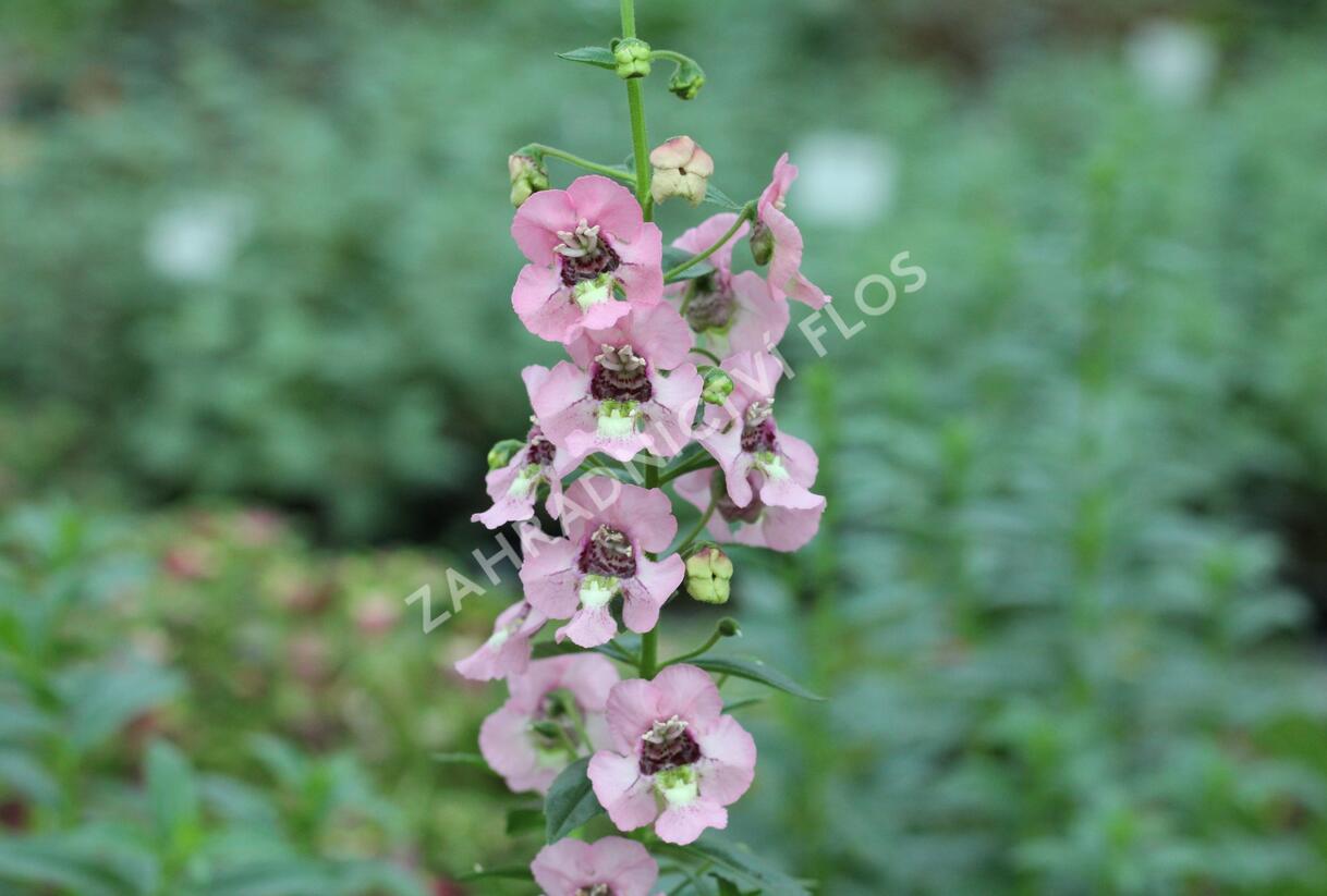 Angelonie 'Adessa Pink' - Angelonia gardneri 'Adessa Pink'