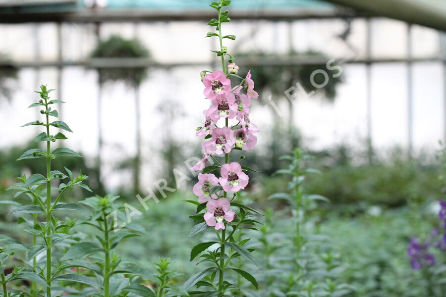 Angelonie 'Adessa Pink' - Angelonia gardneri 'Adessa Pink'