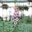 Angelonie 'Adessa Pink' - Angelonia gardneri 'Adessa Pink'