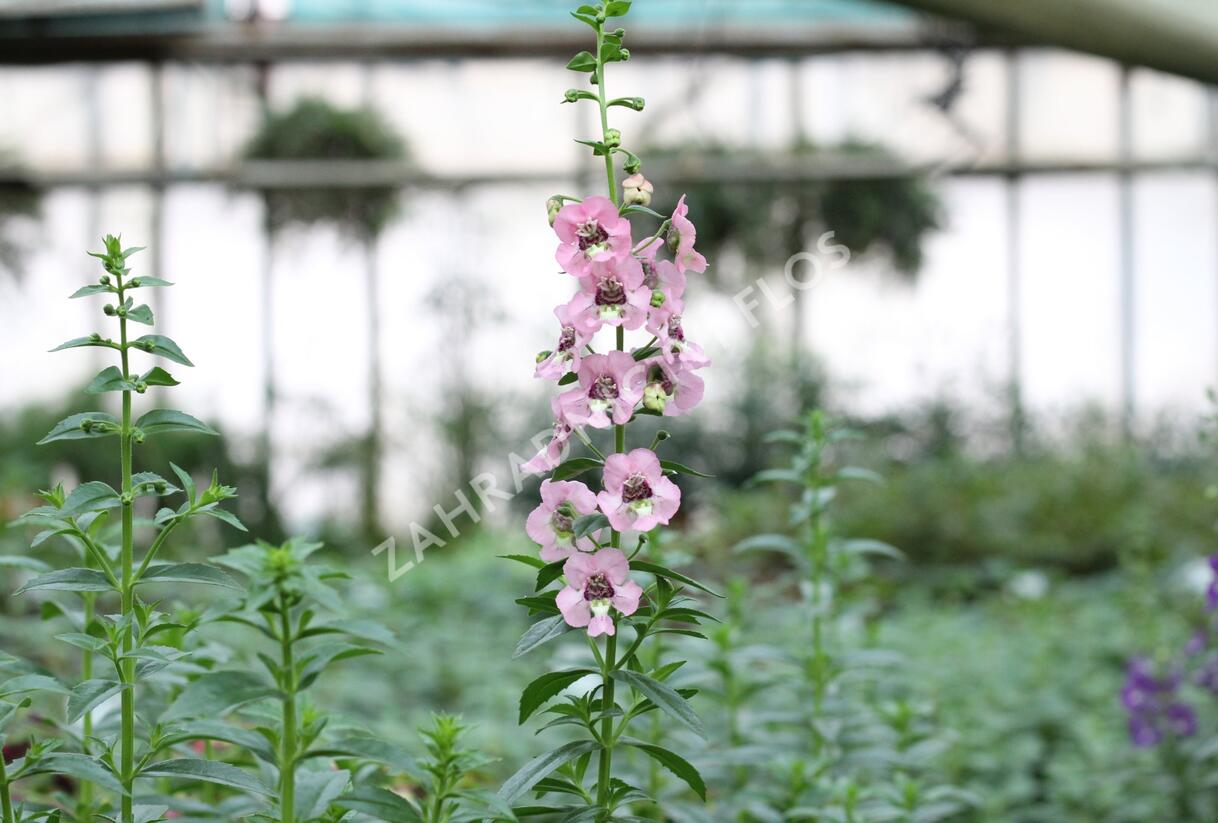 Angelonie 'Adessa Pink' - Angelonia gardneri 'Adessa Pink'