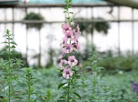 Angelonie 'Adessa Pink' - Angelonia gardneri 'Adessa Pink'