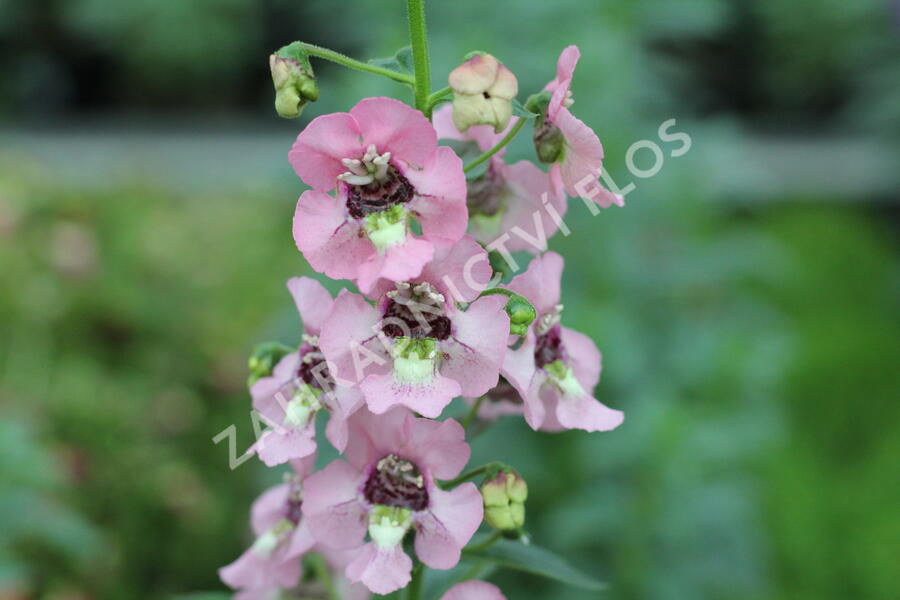 Angelonie 'Adessa Pink' - Angelonia gardneri 'Adessa Pink'
