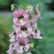 Angelonie 'Adessa Pink' - Angelonia gardneri 'Adessa Pink'