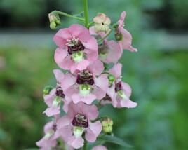 Angelonie 'Adessa Pink'
