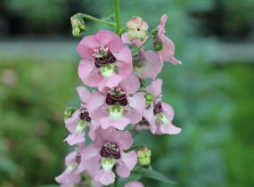 Angelonie 'Adessa Pink' - Angelonia gardneri 'Adessa Pink'