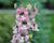 Angelonie 'Adessa Pink'