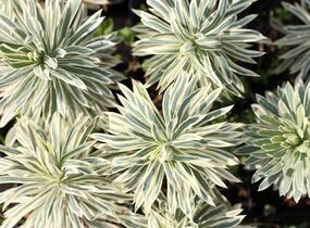 Pryšec hnědokvětý 'Tasmanian Tiger' - Euphorbia characias 'Tasmanian Tiger'
