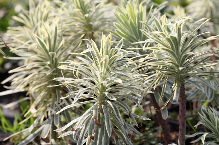 Pryšec hnědokvětý 'Tasmanian Tiger' - Euphorbia characias 'Tasmanian Tiger'