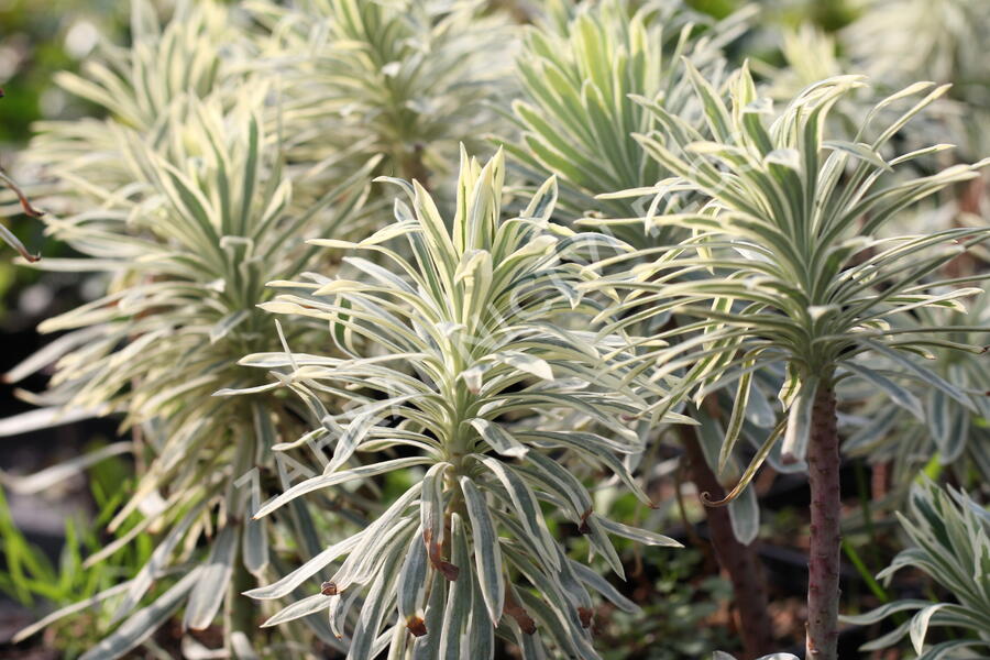 Pryšec hnědokvětý 'Tasmanian Tiger' - Euphorbia characias 'Tasmanian Tiger'