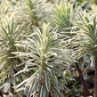 Pryšec hnědokvětý 'Tasmanian Tiger' - Euphorbia characias 'Tasmanian Tiger'