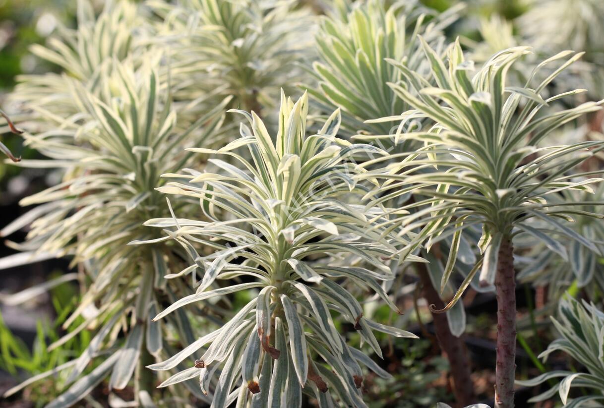 Pryšec hnědokvětý 'Tasmanian Tiger' - Euphorbia characias 'Tasmanian Tiger'