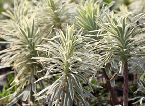 Pryšec hnědokvětý 'Tasmanian Tiger' - Euphorbia characias 'Tasmanian Tiger'